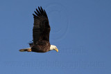 _MG_2515 Bald Eagle.jpg