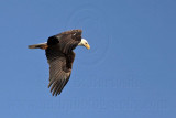 _MG_2516 Bald Eagle.jpg