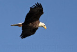 _MG_2518 Bald Eagle.jpg