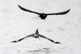 _MG_3417 Belted Kingfisher & Great-tailed Grackle.jpg