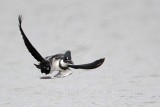 _MG_3420 Belted Kingfisher & Great-tailed Grackle.jpg