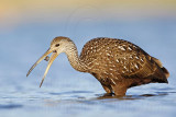_MG_2513 Limpkin.jpg