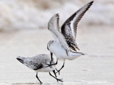 _MG_3622 Sanderling.jpg