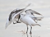 _MG_3680 Sanderling.jpg