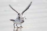_MG_3687 Sanderling.jpg