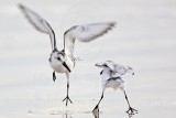 _MG_3688 Sanderling.jpg