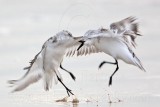 _MG_3690 Sanderling.jpg