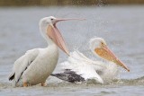 _MG_4621 American White Pelican.jpg