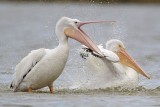 _MG_4622 American White Pelican.jpg