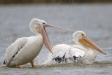 _MG_4623 American White Pelican.jpg