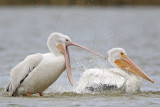 _MG_4625 American White Pelican.jpg