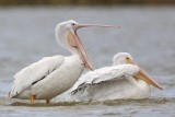 _MG_4627 American White Pelican.jpg