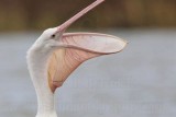 _MG_4628 American White Pelican.jpg