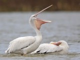 _MG_4629 American White Pelican.jpg