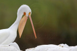 _MG_9300 American White Pelican.jpg