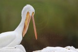 _MG_9301 American White Pelican.jpg