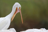 _MG_9310 American White Pelican.jpg