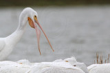 _MG_9427 American White Pelican.jpg