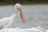 _MG_9432 American White Pelican.jpg