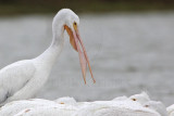 _MG_9433 American White Pelican.jpg