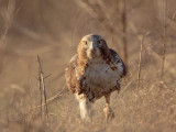 Red-tailed Hawk walking on the ground