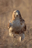 _MG_8124 Red-tailed Hawk.jpg