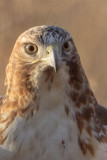 _MG_8124crop Red-tailed Hawk.jpg