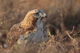 _MG_8243 Red-tailed Hawk.jpg