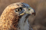 _MG_8243crop Red-tailed Hawk.jpg