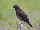 _MG_9162 White-tailed Hawk.jpg