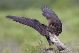 _MG_9171 White-tailed Hawk.jpg