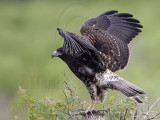 _MG_9174 White-tailed Hawk.jpg