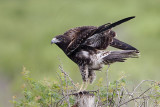 _MG_9176 White-tailed Hawk.jpg