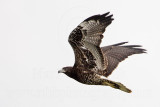 _MG_9210 White-tailed Hawk.jpg