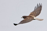 _MG_9238 White-tailed Hawk.jpg