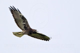 _MG_9293 White-tailed Hawk.jpg