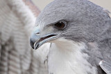 _MG_8759 White-tailed Hawk.jpg