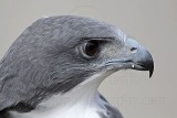 _MG_8792 White-tailed Hawk.jpg