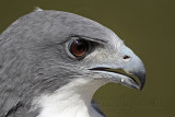 _MG_9013 White-tailed Hawk.jpg