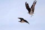 _MG_1618 Osprey.jpg