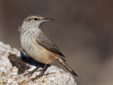 _MG_4244 Rock Wren.jpg