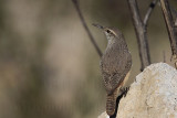 _MG_4343 Rock Wren.jpg