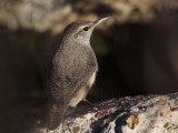_MG_4393 Rock Wren.jpg