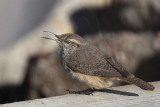 _MG_4424 Rock Wren.jpg