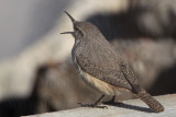 _MG_4425 Rock Wren.jpg