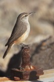 _MG_4458 Rock Wren.jpg