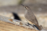 _MG_4490 Rock Wren.jpg