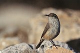 _MG_4881 Rock Wren.jpg