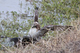 _MG_4603 Red-tailed Hawk taking Mallard.jpg