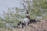 _MG_4604 Red-tailed Hawk taking Mallard.jpg